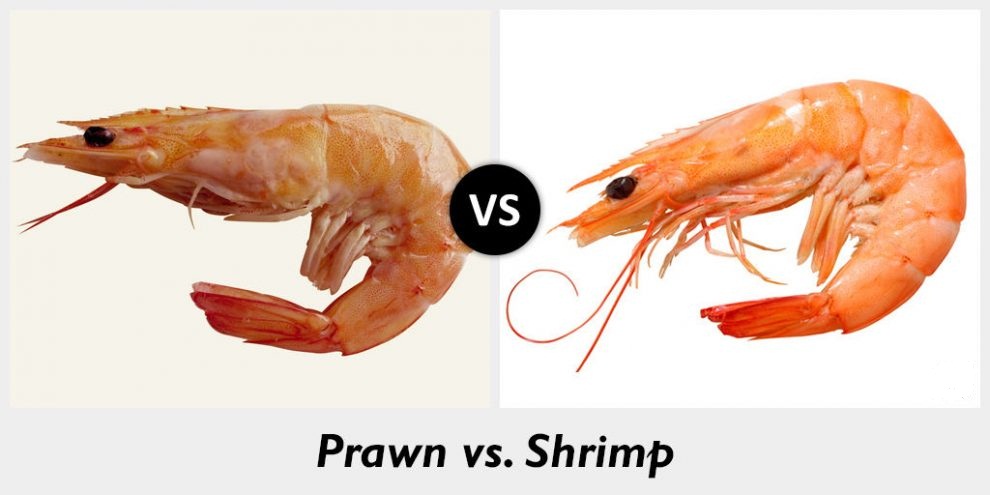 Prawns Versus Shrimps – HONG KONG BUZZ